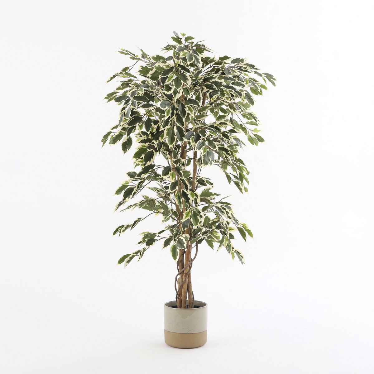 Ficus Kunstplant 150x75