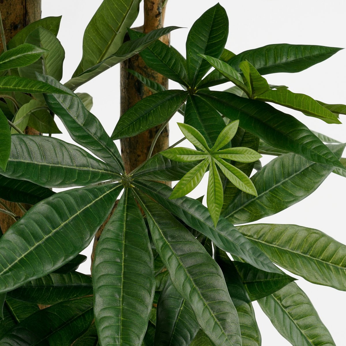 Pachira Kunstplant - XL