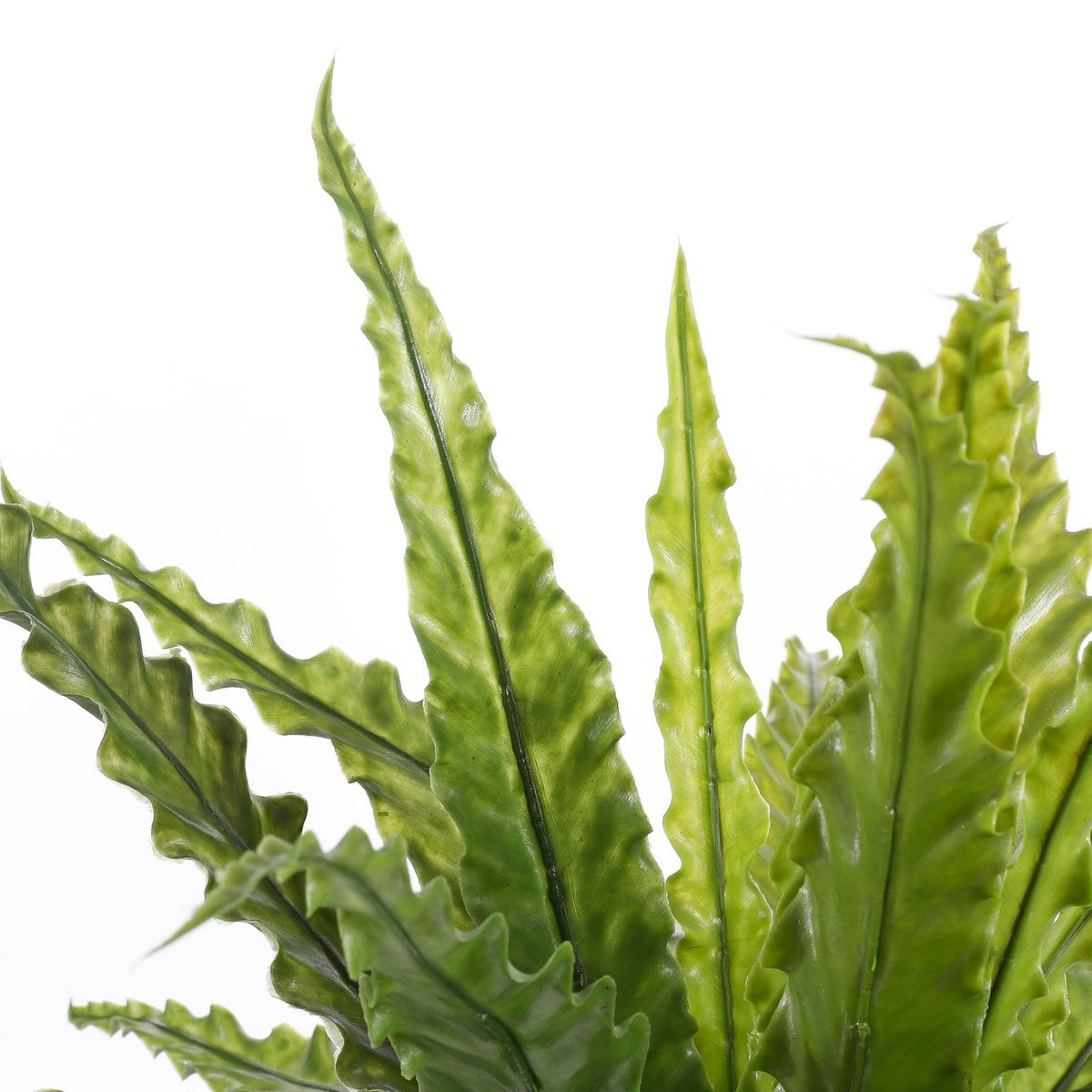 Asplenium Kunstplant